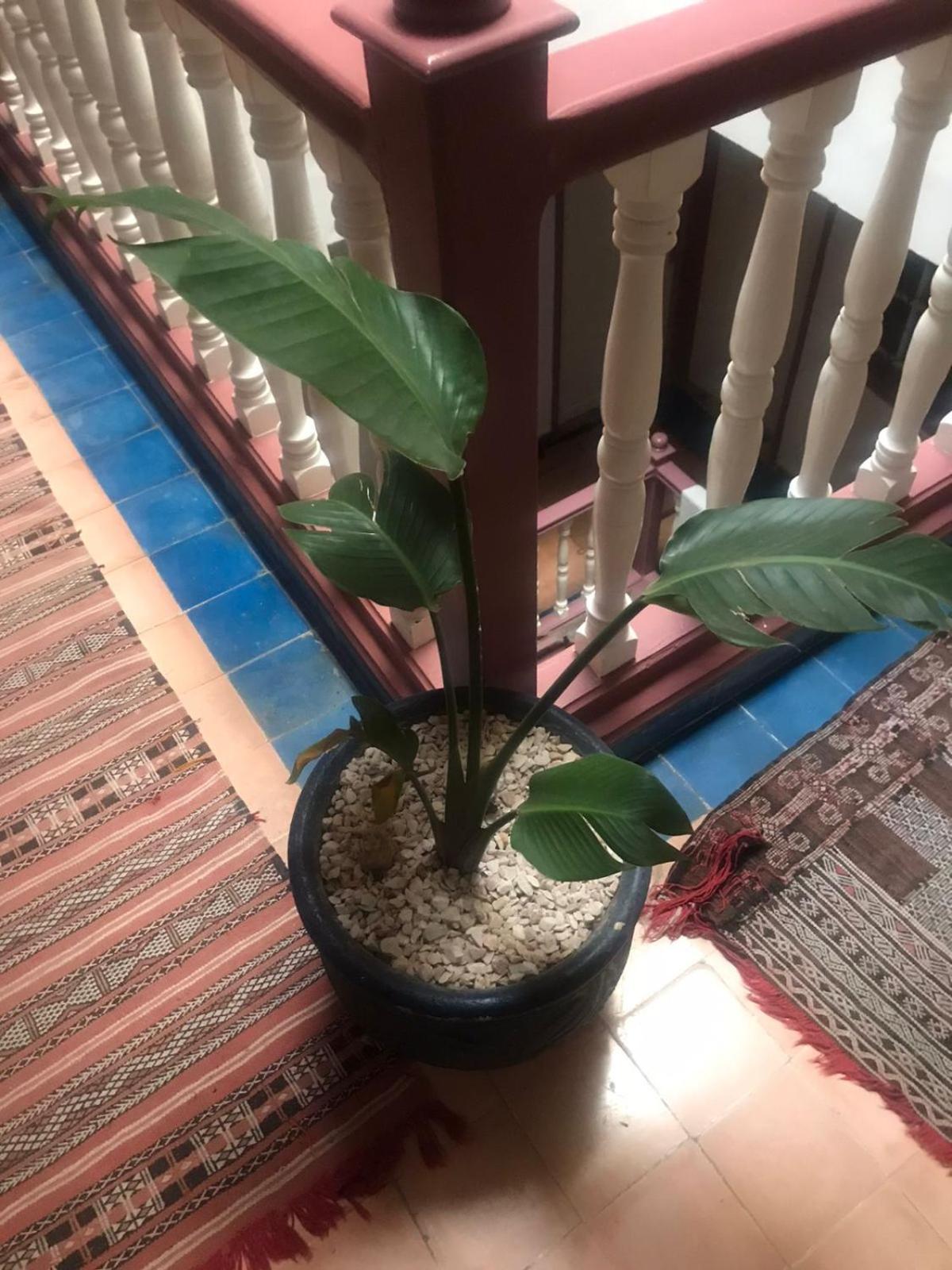 Hotel Riad Gnaoua Essaouira Eksteriør bilde